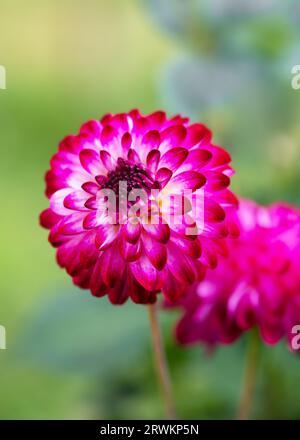 Schöne lila, weiße Pompon Dahlia am sonnigen Tag mit einem schönen und weichen, verschwommenen Bokeh-Hintergrund. Floristik- oder Gartenkonzept. (Dahlia Pompon) Stockfoto