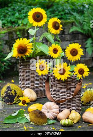 Wunderschönes Gartenstillleben mit gelben Sonnenblumen in rustikalen Korbkörben und vielen verschiedenen Arten von Kürbissen. Gartenbau- oder Erntekonzept. Stockfoto