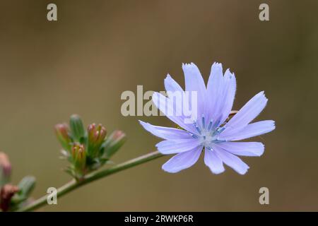 Chicorie-Pflanze Chicorium intybus, blaue oder violette Blüten der Gänseblümchenfamilie, mehrjährige Bäume, die als Kaffeeersatz oder Additiv im Spätsommer verwendet werden Stockfoto