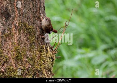 Wren Troglodytes x2, kleiner dunkelbrauner Vogel mit Barring an Flügeln und Schwanz hat feine Schnalle und einen kurzen, oft gecockten Schwanz blass gestreift über Auge, Kopierraum Stockfoto