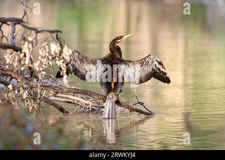 Männlicher Australasischer Darter (Anhinga novaehollandiae), der seine nassen Federn auf einem Ast über dem Yarra River trocknet Stockfoto