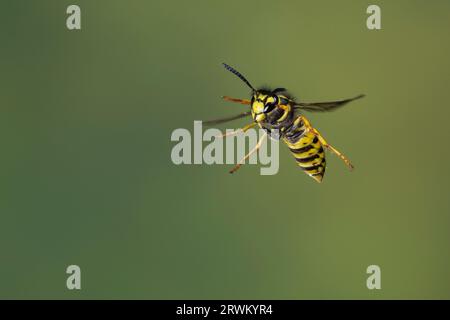 Deutsche Wespe, Wespe, Flug, Flugbild, fliegend, Vespula germanica, Vespa germanica, Paravespula germanica, Wespe, yellowjacket, Wespen, Gelbjacken, Stockfoto