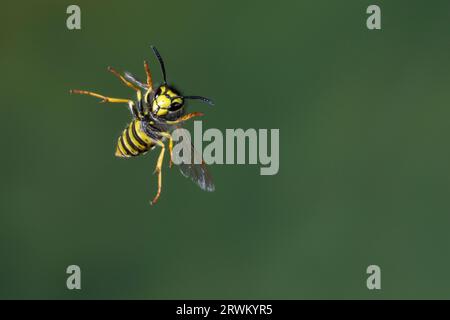 Deutsche Wespe, Wespe, Flug, Flugbild, fliegend, Vespula germanica, Vespa germanica, Paravespula germanica, Wespe, yellowjacket, Wespen, Gelbjacken, Stockfoto