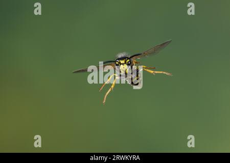 Deutsche Wespe, Wespe, Flug, Flugbild, fliegend, Vespula germanica, Vespa germanica, Paravespula germanica, Wespe, yellowjacket, Wespen, Gelbjacken, Stockfoto