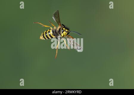 Deutsche Wespe, Wespe, Flug, Flugbild, fliegend, Vespula germanica, Vespa germanica, Paravespula germanica, Wespe, yellowjacket, Wespen, Gelbjacken, Stockfoto