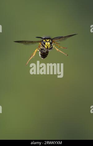 Deutsche Wespe, Wespe, Flug, Flugbild, fliegend, Vespula germanica, Vespa germanica, Paravespula germanica, Wespe, yellowjacket, Wespen, Gelbjacken, Stockfoto