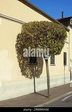 Ein getrimmter Baum auf dem Bürgersteig, der Schatten auf die Gebäudewand wirft Stockfoto