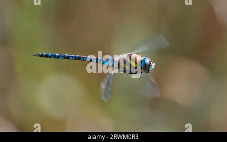 Männlicher Migrant Hawker Dragonfly, Aeshna mixta, im Flug Patrouillieren Eines Teichs, Stanpit Marsh England UK Stockfoto