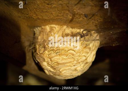 Großes Wespennest auf dem Dachboden mit großer Spinne im Netz, die darauf wartet, sie zu befallen Stockfoto