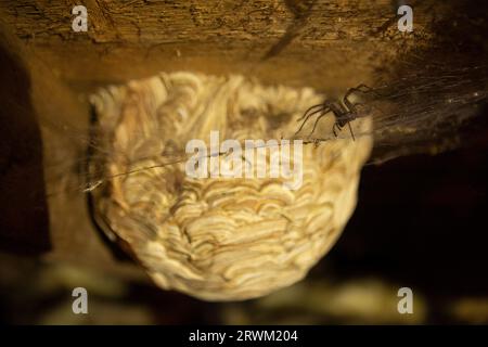Großes Wespennest auf dem Dachboden mit großer Spinne im Netz, die darauf wartet, sie zu befallen Stockfoto