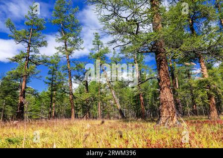 Lärchen im Taiga Boreal Forest im Khuvsgul Lake National Park an einem sonnigen Sommertag, Khovsgol Provinz in der nördlichen Mongolei Stockfoto