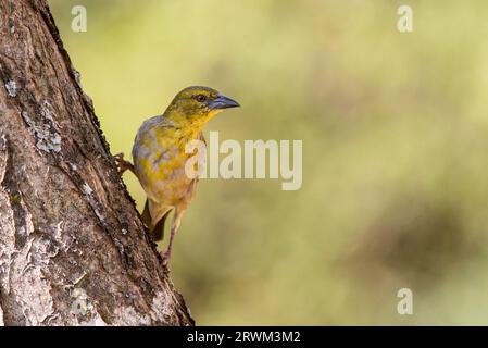 Weibliche Dorfweber, Ploceus cucullatus, Grahamstown/Makhanda, Südafrika, 10. September 2023. Stockfoto