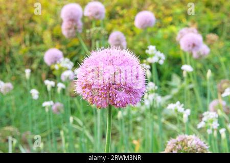 Violette Zwiebelblüte in der Landwirtschaft und Ernte. Gemüse, das in einem rustikalen Garten angebaut wird. Gemüse zuhause anbauen. Stockfoto