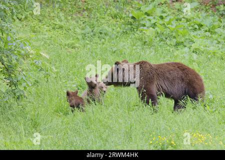 Europäischer Braunbär - Mama mit jungen Jungen Ursus arctos arctos Carpathian Mountains, Rumänien MA004394 Stockfoto
