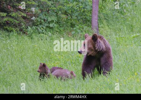 Europäischer Braunbär - Mama mit jungen Jungen Ursus arctos arctos Carpathian Mountains, Rumänien MA004399 Stockfoto