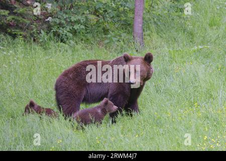 Europäischer Braunbär - Mama mit jungen Jungen Ursus arctos arctos Carpathian Mountains, Rumänien MA004401 Stockfoto
