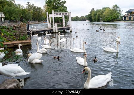 Windsor, Berkshire, Großbritannien. September 2023. Heute Morgen war es von der Themse verlassen, um in Windsor, Berkshire, einen langsamen und windigen Start in den Tag zu erleben. Heute gibt es für London und den Südosten ein „Met Office Yellow Weather“ für starke Regenfälle. Quelle: Maureen McLean/Alamy Live News Stockfoto