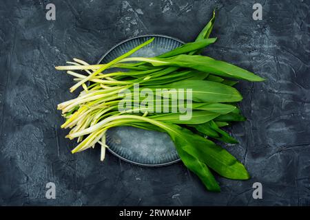 Frischer wilder Knoblauch oder Ramson, gesunde Frühlingskost Stockfoto