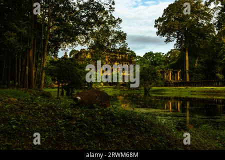 Baphuon-Tempel im goldenen Licht des frühen morgens mit Reflexionen im nahegelegenen Wasser. Stockfoto