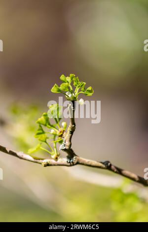 Ein Ginkgo-Baum im Frühjahr, mit neuen Blättern, mit selektivem Fokus Stockfoto