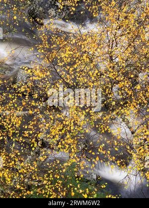 Hochwasser des Flusses Tummel an der Tummel Bridge, Highland Perthshire, Schottland, Vereinigtes Königreich Stockfoto