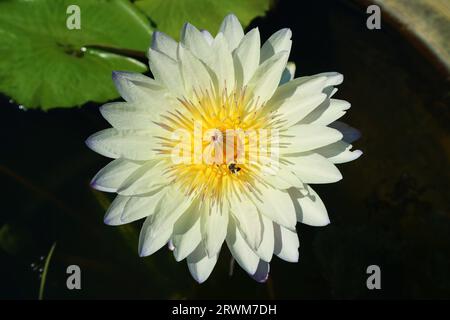 Kleine Biene, die Nektar auf einem blühenden weiß mit blassblauer Nymphaea caerulea Wasserlilie sammelt Stockfoto