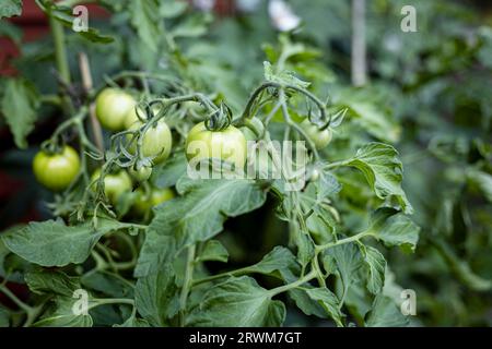 Der obere Teil einer Tomatenpflanze in einer Umgebung im Freien, die in sanftes Licht getaucht wird. Grüne Tomaten wachsen auf der Pflanze und zeigen die Vielfalt Stockfoto