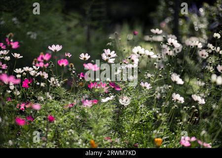 Die exquisite Schönheit der Sommerblumen in weiß-, Hellrosa- und Rosatönen, die frei in einem schwedischen Garten wachsen. Die Blüten sind hinterleuchtet, Kreatin Stockfoto