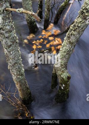 Hochwasser des Flusses Tummel an der Tummel Bridge, Highland Perthshire, Schottland, Vereinigtes Königreich Stockfoto