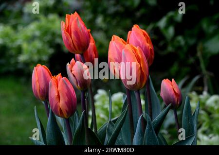 Eine Gruppe von zweifarbigen Triumph Tulip (Tulipa) 'Princess Irene', die an einer Grenze in einem englischen Cottage Garden, Lancashire, England, Großbritannien, angebaut wird Stockfoto