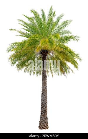 Große Palmen, die in der Gartendekoration auf weißem Hintergrund verwendet werden. Isoliert Stockfoto