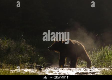 Europäischer Braunbär - Frühmorgendliches Hintergrundlicht Ursus arctos arctos Carpathian Mountains, Rumänien MA004474 Stockfoto