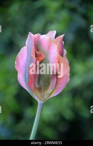 Einzelne grün/lila Fransen zweifarbige Tulipa 'Artist' (Viridiflora Tulpe) Blume, die an einer Grenze in einem English Cottage Garden, Lancashire, England, angebaut wird Stockfoto