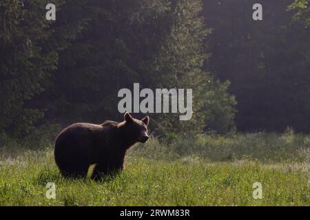 Europäischer Braunbär - Frühmorgendliches Hintergrundlicht Ursus arctos arctos Carpathian Mountains, Rumänien MA004496 Stockfoto