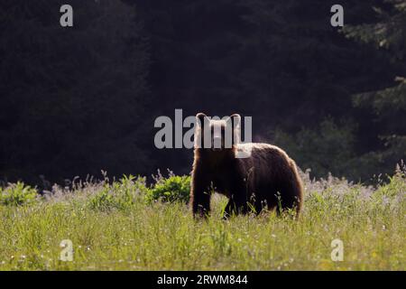 Europäischer Braunbär - Frühmorgendliches Hintergrundlicht Ursus arctos arctos Carpathian Mountains, Rumänien MA004513 Stockfoto