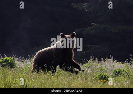 Europäischer Braunbär - Frühmorgendliches Hintergrundlicht Ursus arctos arctos Carpathian Mountains, Rumänien MA004519 Stockfoto