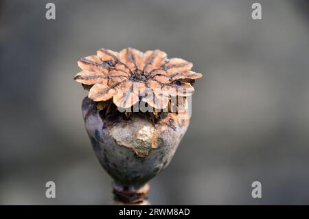 Single Large Brown Oriental Poppy (Papaver Orientale) Seed Head, das in einem englischen Cottage Garden in Lancashire, England, Großbritannien angebaut wird Stockfoto