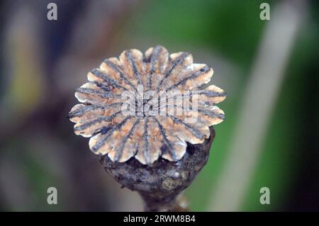 Single Large Brown Oriental Poppy (Papaver Orientale) Seed Head, das in einem englischen Cottage Garden in Lancashire, England, Großbritannien angebaut wird Stockfoto