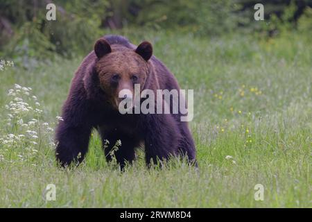 Europäischer Braunbär Ursus arctos arctos Carpathian Mountains, Rumänien MA004567 Stockfoto