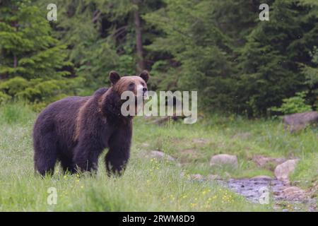 Europäischer Braunbär Ursus arctos arctos Carpathian Mountains, Rumänien MA004572 Stockfoto