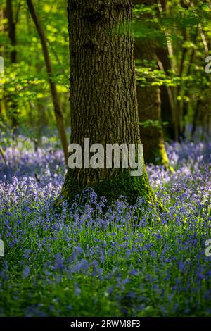 An einem sonnigen Frühlingstag im Wald von Sussex wachsen Blauglocken Stockfoto