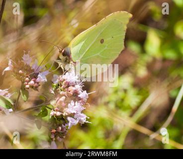 GENOPTERYX RHAMNI der gewöhnliche Brimstone-Schmetterling Stockfoto