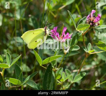 GENOPTERYX RHAMNI der gewöhnliche Brimstone-Schmetterling Stockfoto