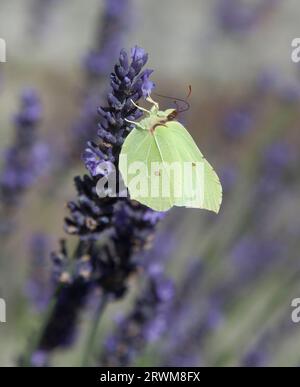 GENOPTERYX RHAMNI der gewöhnliche Brimstone-Schmetterling Stockfoto