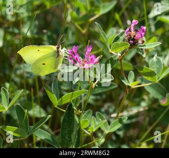 GENOPTERYX RHAMNI der gewöhnliche Brimstone-Schmetterling Stockfoto