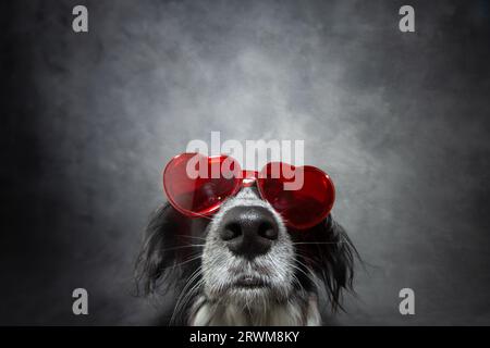 Der süße Welpe feiert den valentinstag und trägt eine Brille in Herzform. Isolierter grauer dunkler Hintergrund Stockfoto
