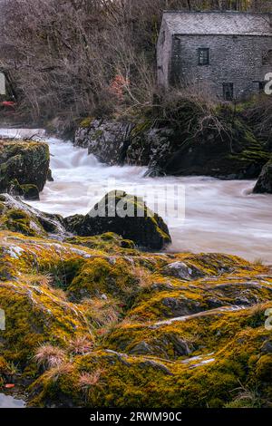 Cenarth Falls und das alte Wassermühlengebäude aus Stein. Vordergrundfelsen, bedeckt mit gelbem Moos und Flechten. Schnell fließender Fluss Teifi Stockfoto