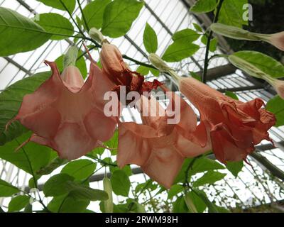 Riesige, hängende, lachsfarbene Blüten von Angel's Trompete sind ein eindrucksvolles Schauspiel exotischer Blüten in einem tropischen Gewächshaus oder einem warmen Wintergarten. Stockfoto