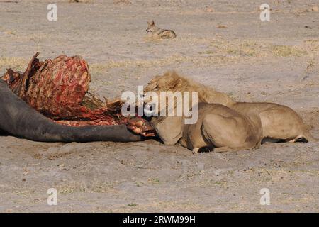 Dieser große Löwenstolz hatte in der Nacht einen Hippopotamus getötet. Der größte Teil des Stolzes hatte gegessen, aber einige waren noch dabei, sich selbst zu schlucken. Stockfoto