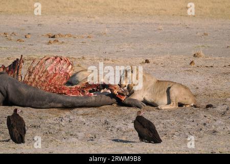 Dieser große Löwenstolz hatte in der Nacht einen Hippopotamus getötet. Der größte Teil des Stolzes hatte gegessen, aber einige waren noch dabei, sich selbst zu schlucken. Stockfoto